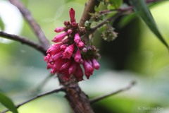 Cestrum fasciculatum